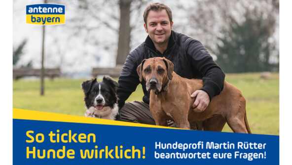 So ticken Hunde wirklich