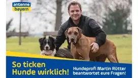 So ticken Hunde wirklich