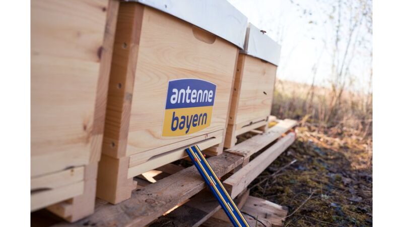 Die ANTENNE BAYERN-Hörern können die neuen Mitbewohner dank einer Live-Cam vor dem Einflugloch beobachten